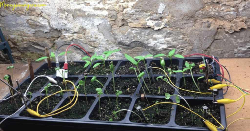 Benefits of Electro Culture Gardening