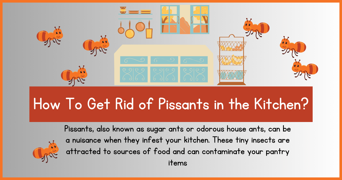 How To Get Rid of Pissants in the Kitchen?