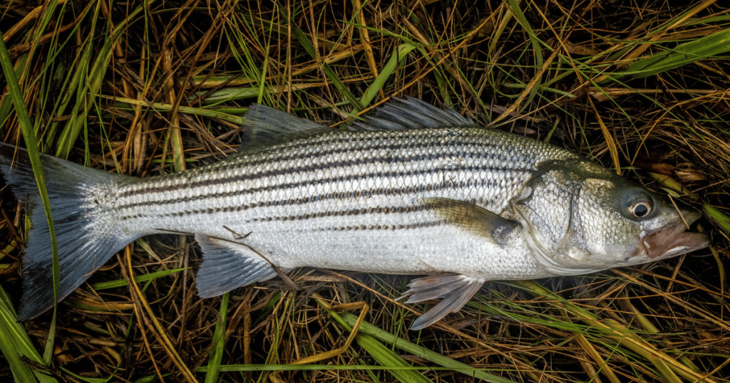 Striped Bass Fish